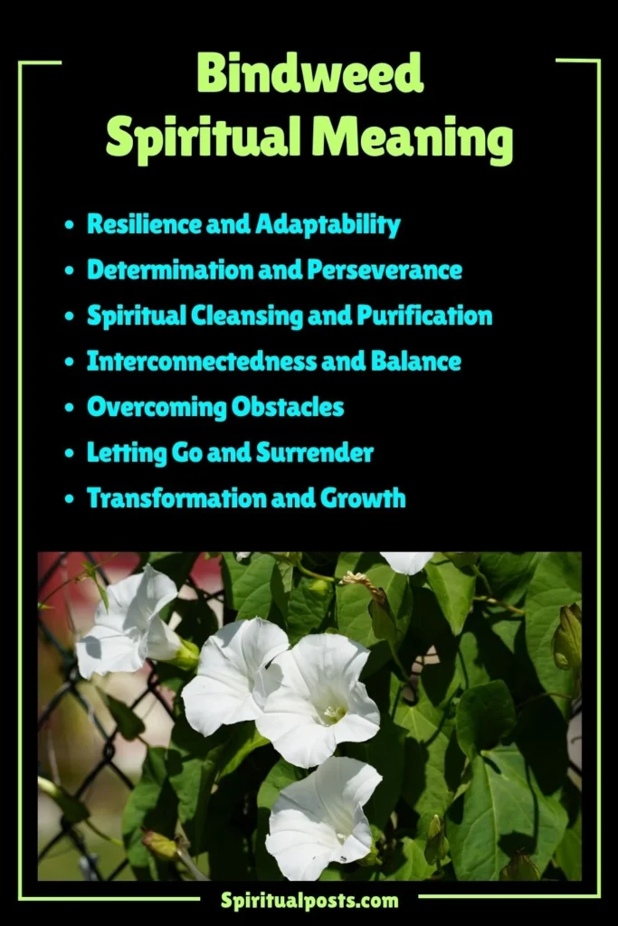 Bindweed Spiritual Meaning, Symbolism and Cultural Significance