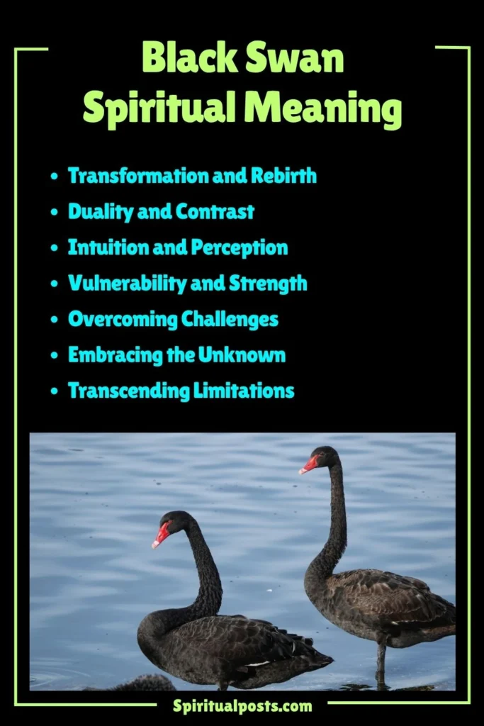Black Swan Spiritual Meaning, Symbolism and Cultural Significance