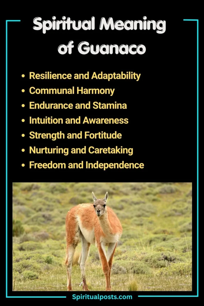 What Does Guanaco Symbolize Spiritually